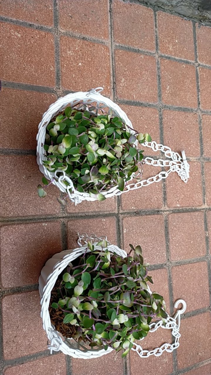 Tanaman Hias  Gantung Kribo