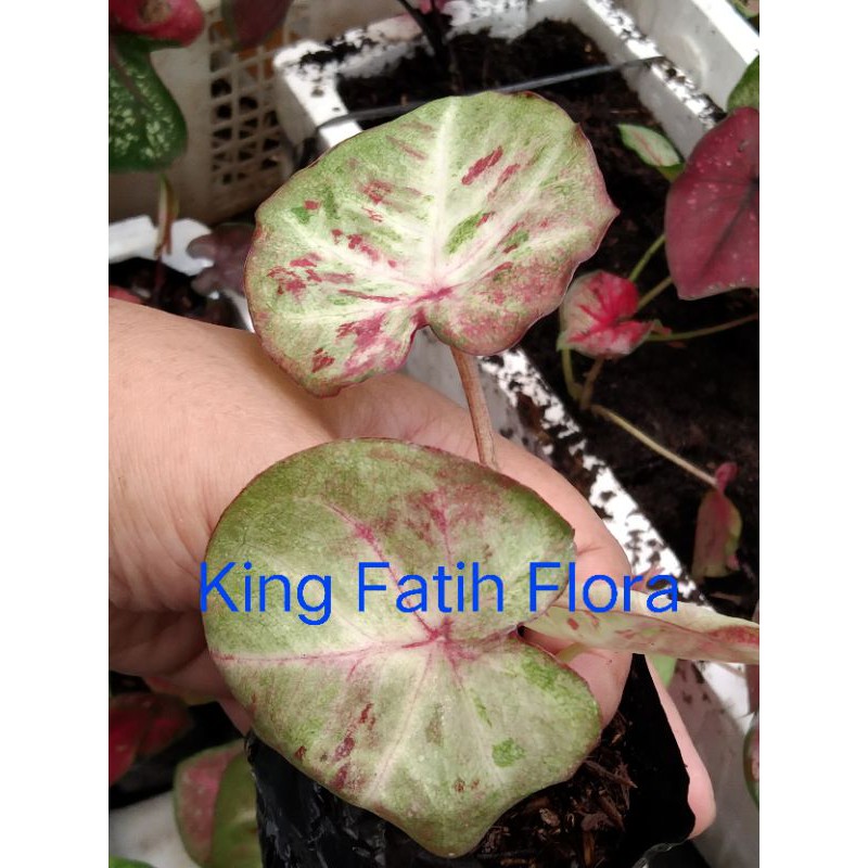 Size Anakan Caladium H02 / Caladium Bilioner (Tanpa Pot)