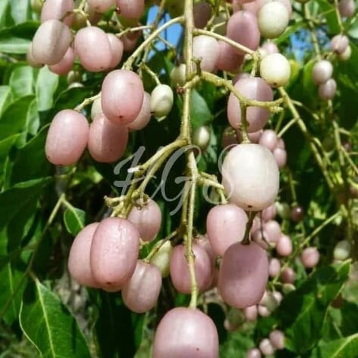 bibit tanaman buah juwet putih