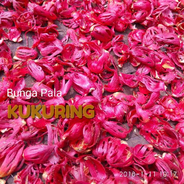 

KUKURING 25gr Bunga pala / Sempra / Puli Kering
