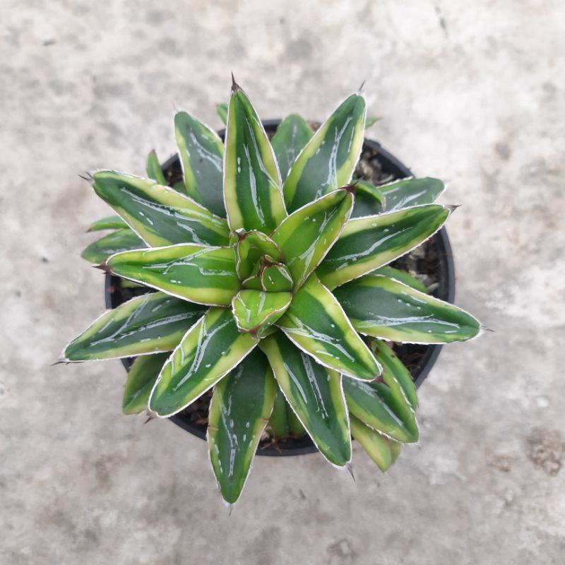 agave victoria reginae