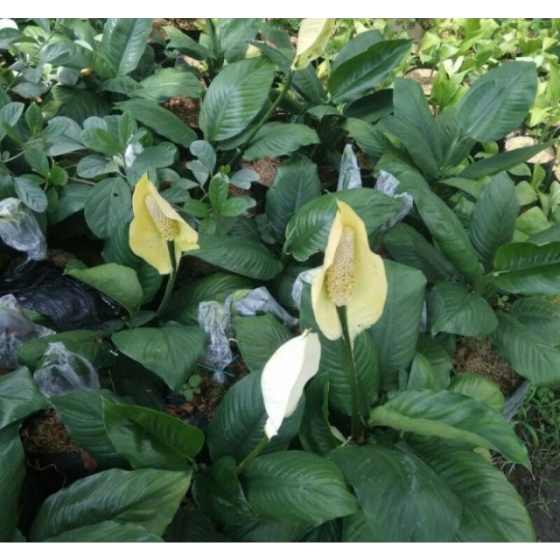 Tanaman hias peace lily bangkok