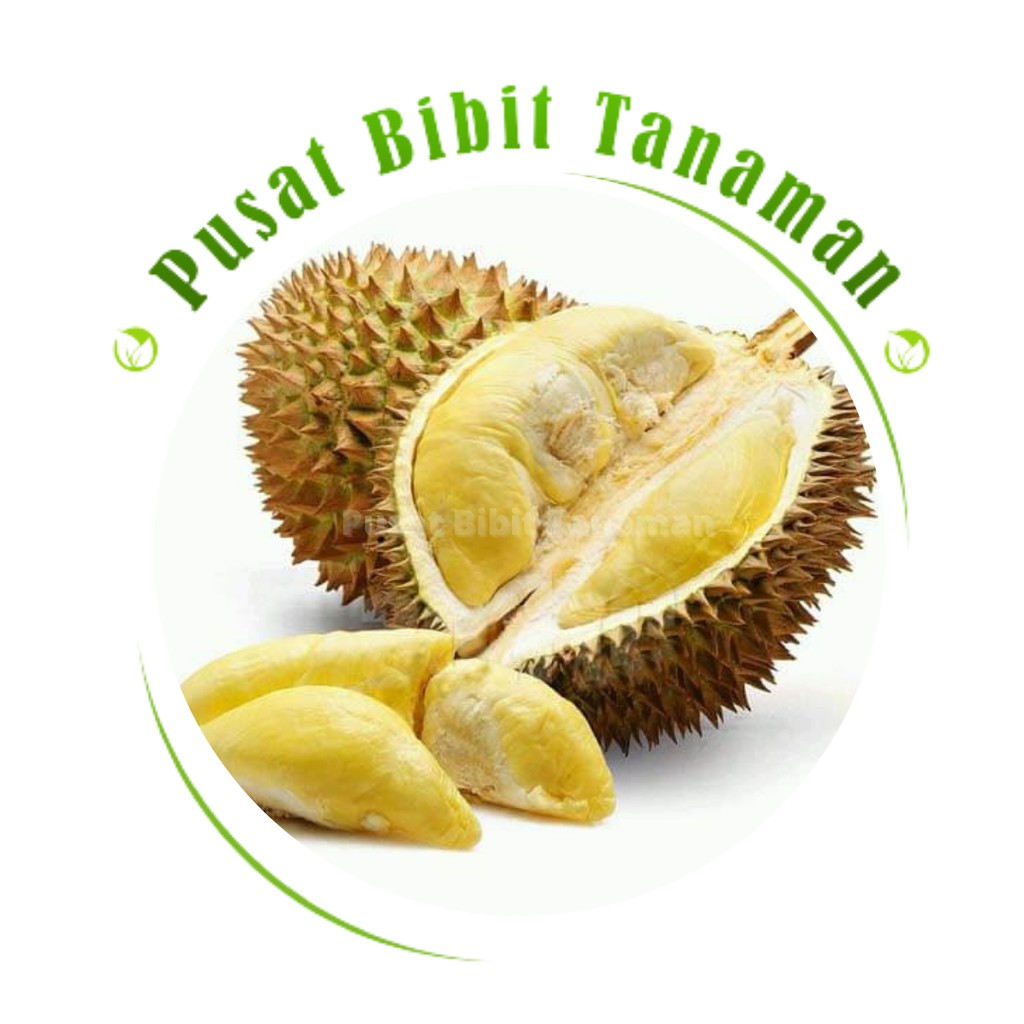 Bibit durian montong okulasi tanaman buah siap tanan