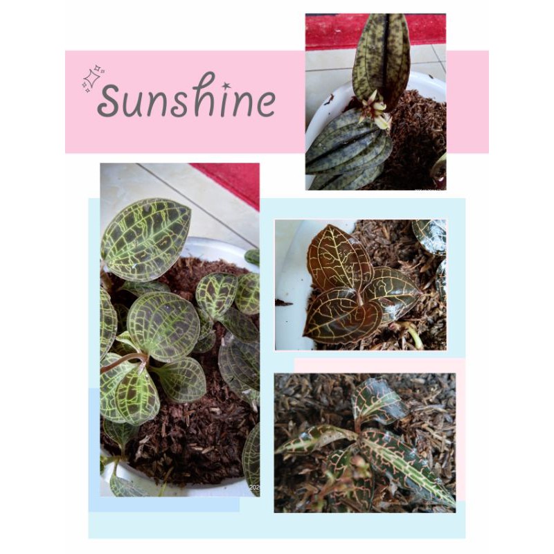 Paket 4 pcs tanaman hias jewel orchid/ ki aksara