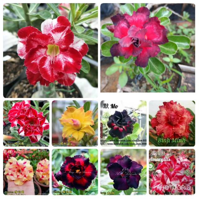 

10 ADENIUM TRIPLE COLOUR WARNA TERBARU