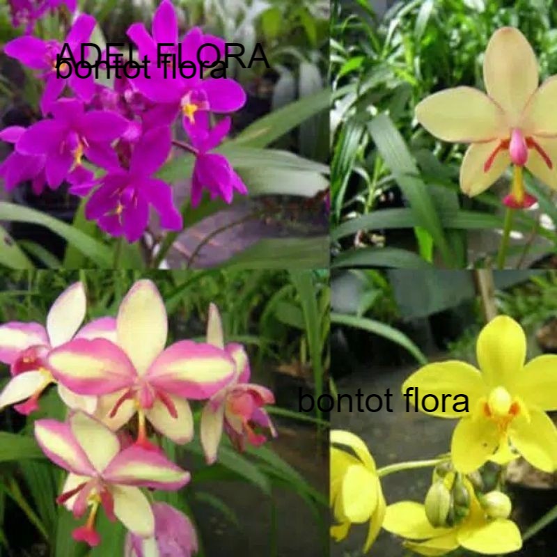 PROMO paket 4 anggrek tanah