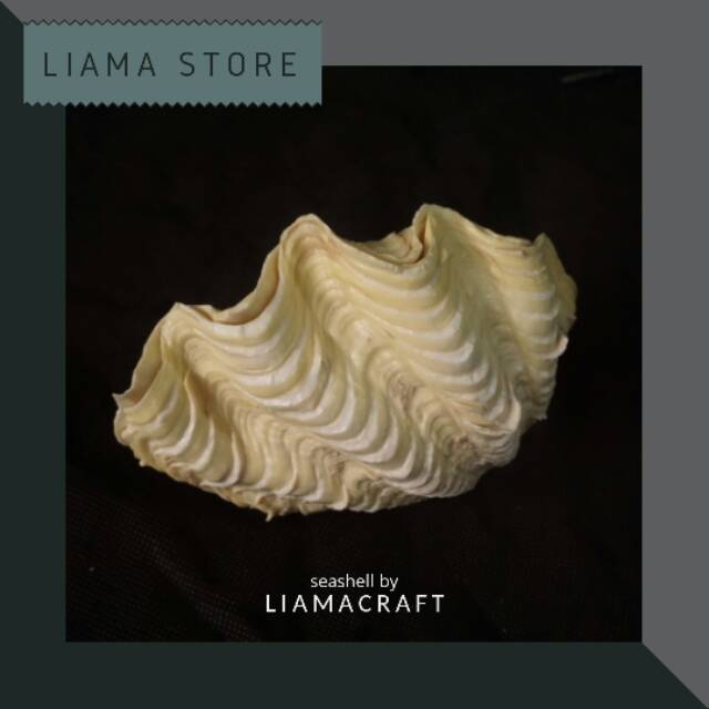 Cangkang Kerang Keong Jinny Ukuran Jumbo