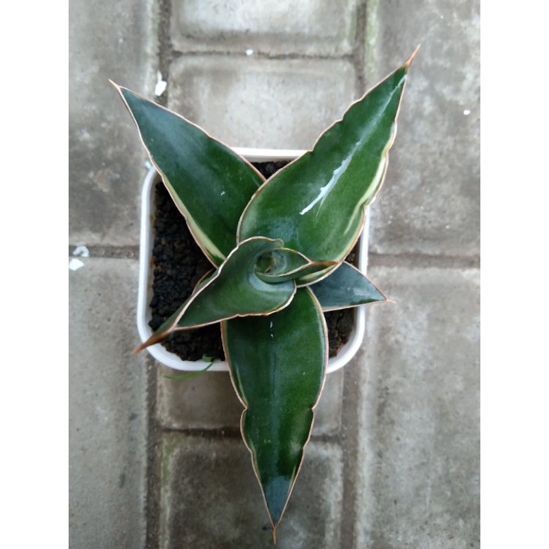 Sanseivera Kimayo variegata