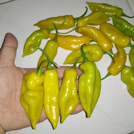 Benih Bibit Biji - Cabai Devil's Claw Mustard Cabe Pepper Seeds