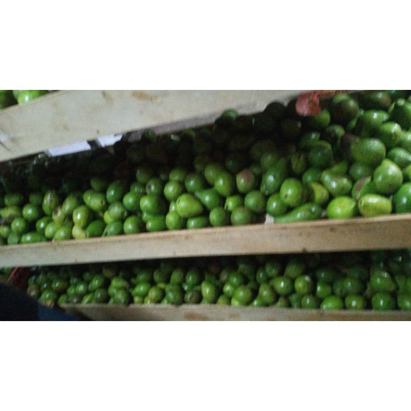 

Alpukat mentega super termurah kkjaj