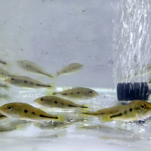 Peacock Bass Monoculus/Pbass Mono