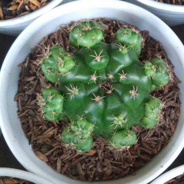 Kaktus GYMNOCALYCIUM ANISITSII pot 10cm Shopee Indonesia 