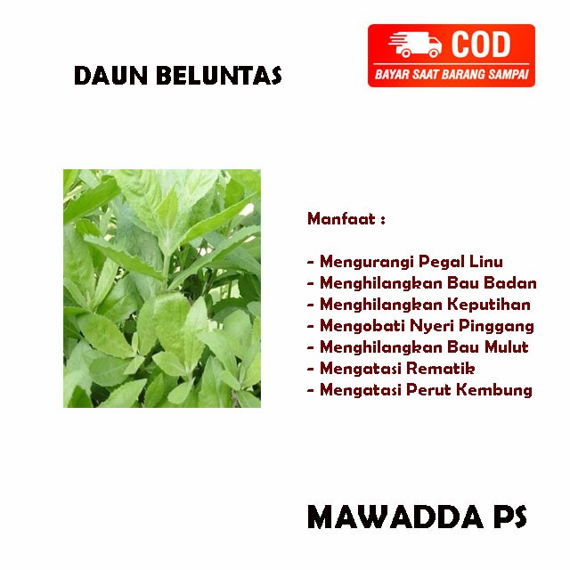

Daun Beluntas Luntas Lontas Segar Kemasan 100 Gram