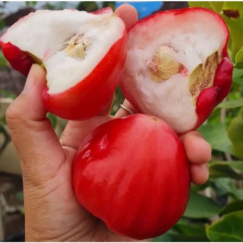 BIBIT JAMBU AIR KAGET