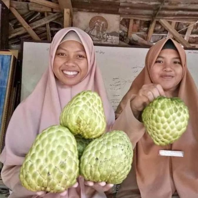 TERBAIK Sab@Ng Terlaris Bibit Buah Srikaya Jumbo Thailand TERMURAH
