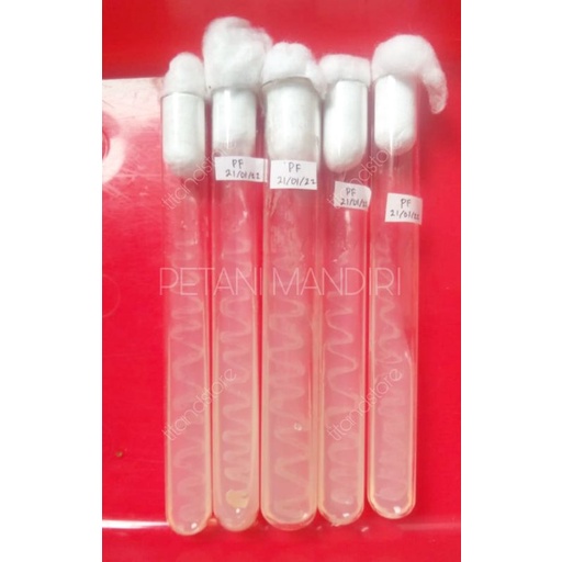 ISOLAT PSEUDOMONAS FLUORESCENS F0 | BAKTERI PSEUDOMONAS FLUORESCENS MURNI