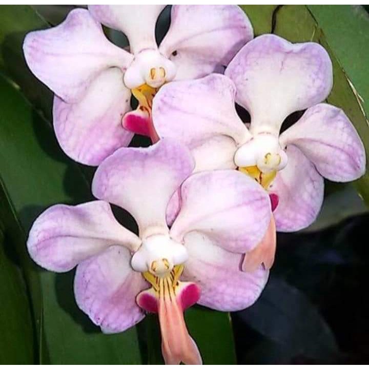 Tanaman Hias Anggrek Vanda Foetida