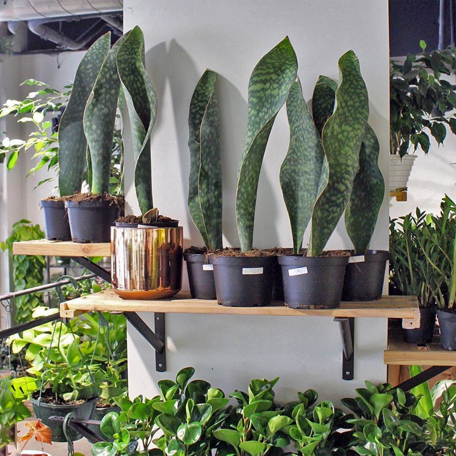 Lidah Mertua Sansevieria Sansivera Sansiviera Sensiviera Masoniana Giant Centong Jumbo LM-MS-1020