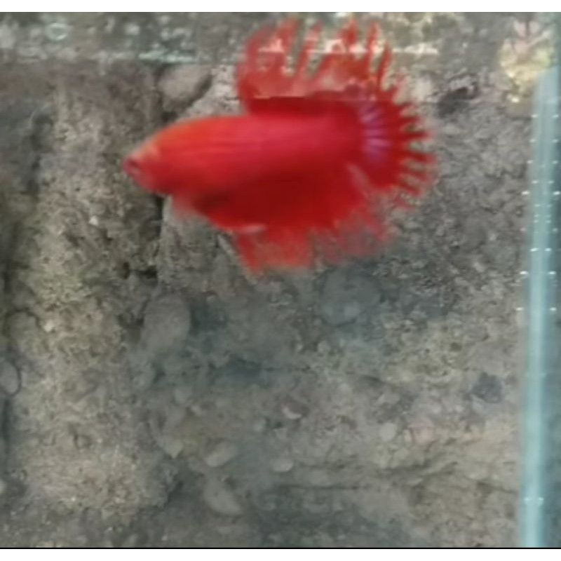 Cupang Serit Crowntail Super Red