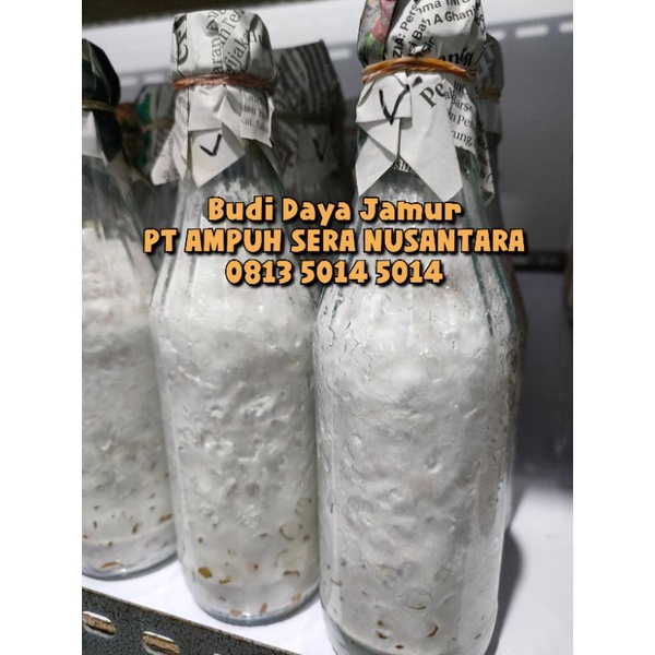 F1 Bibit Jamur tiram putih dan tiram coklat