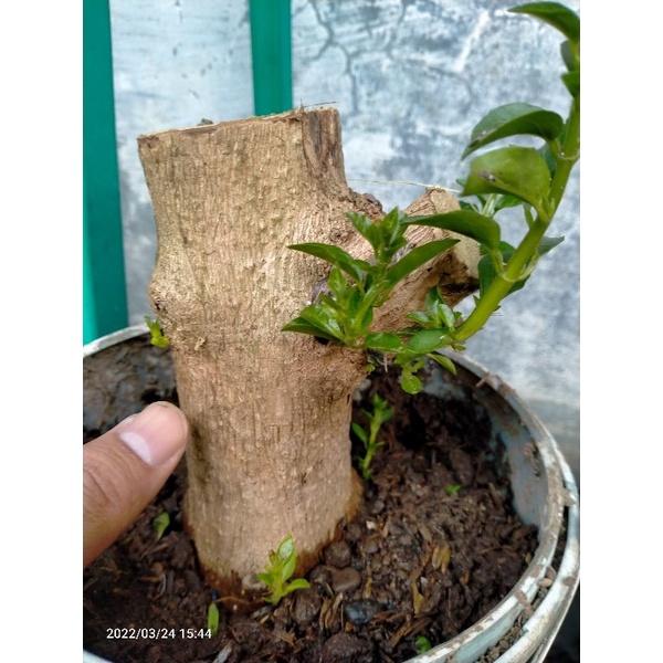bahan bonsai sancang besar