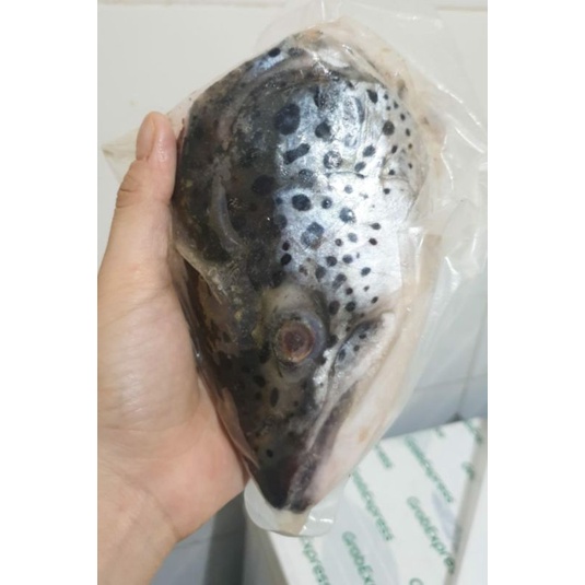 

kepala salmon fresh
