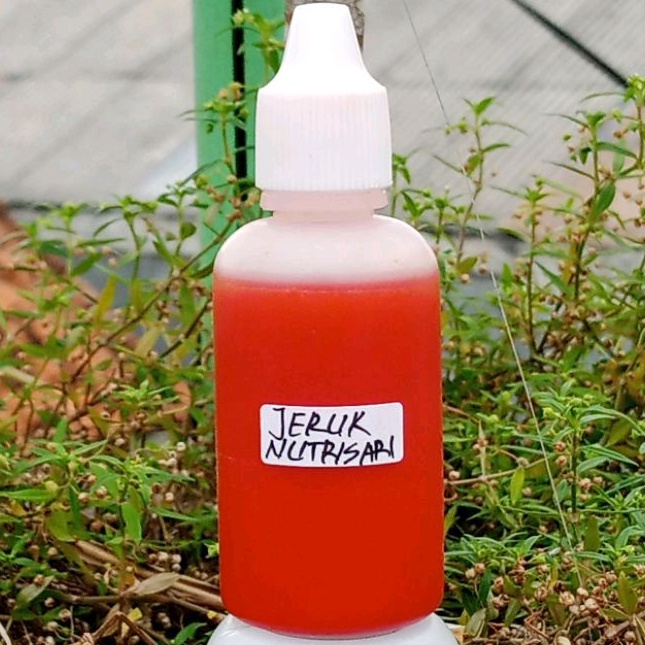ESEN JERUK NUTRISARI UMPAN OPLOSAN IKAN MAS GALAPUNG GALATAMA