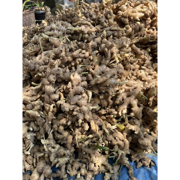 

JAHE GAJAH / JAHE PUTIH FRESH 1 kg