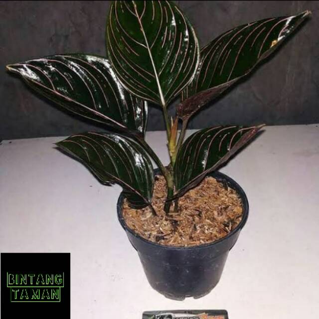 Tanaman hias Aglonema Rotundum aceh - Aglonema rotuntum aceh