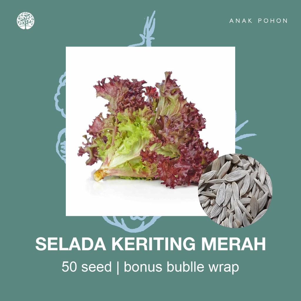 SERBA SERIBU - Benih Bibit Biji - Paket Benih Sayuran DAUN Termurah Kangkung Sawi Selada Seledri Kol-Selada Merah