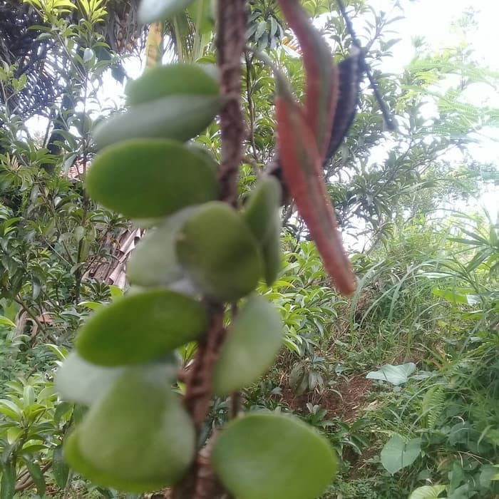 

terbaik Terbaik jual daun herbal picisan sisik naga segar TERLARIS