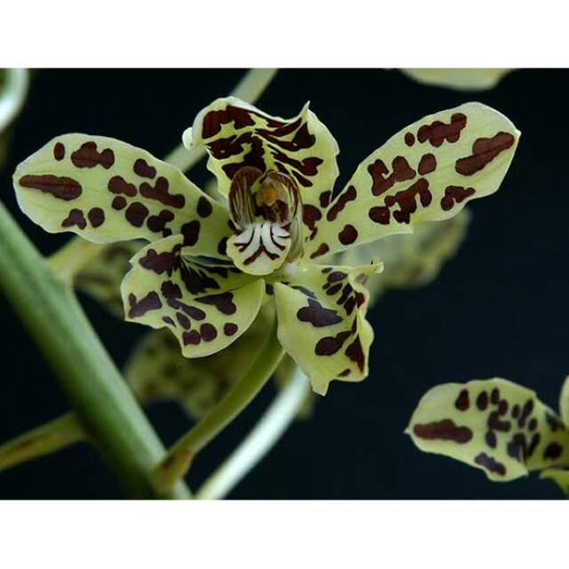 Anggrek grammatophyllum scriptum usia remaja