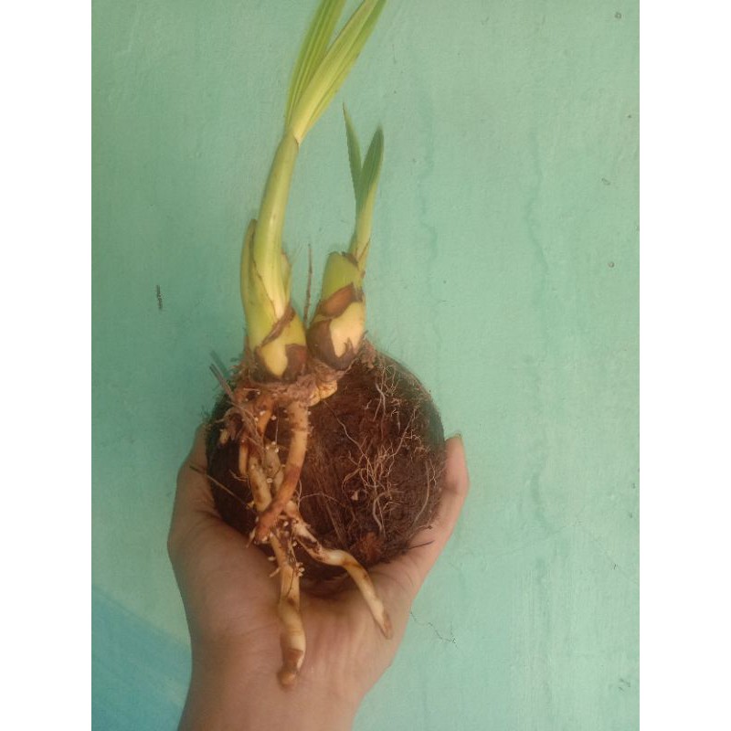 kelapa kembar gading kuning/kelapa kuning