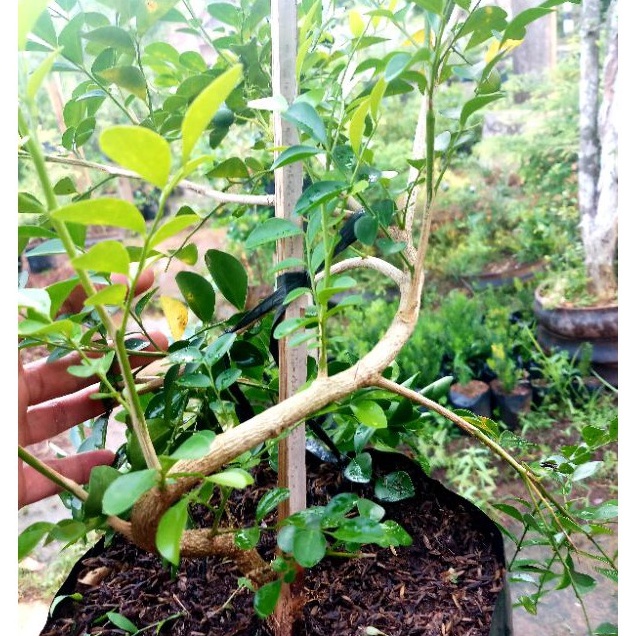 kemuning micro (jepang)