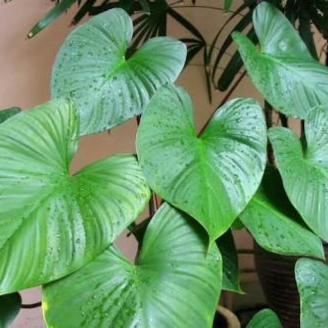 

Bubuk Nampu kemasan 100gram