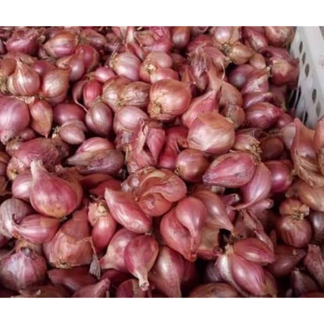 

Bawang merah convensional