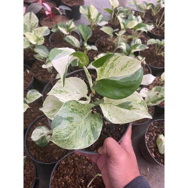 Tanaman Hias Cantik • Sirih Manjula - Manjula Pothos - Manjula Variegata