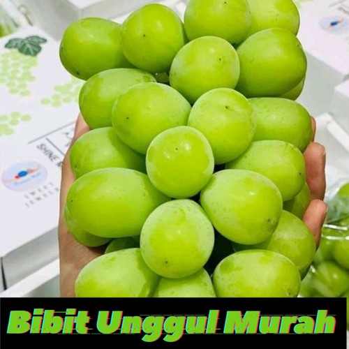 bibit anggur import varietas SHINE MUSCAT