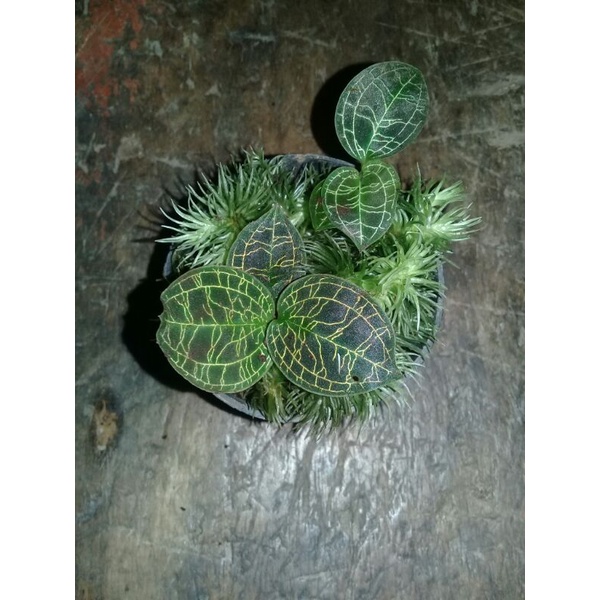 anggrek tanah mini Jewel orchid petola hijau