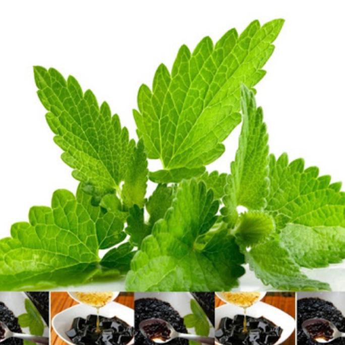 BIBIT TANAMAN DAUN CINCAU HITAM / JANGGELAN BIBIT TANAMAN