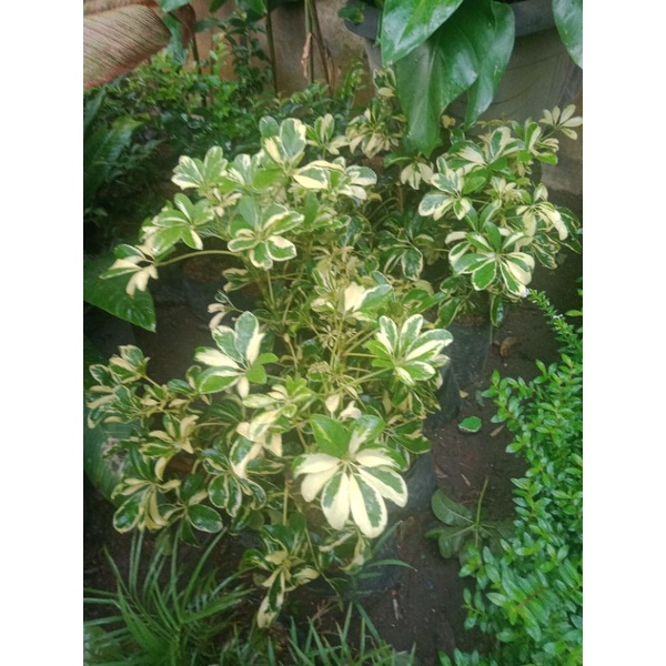 Bibit Tanaman Hias Walisongo Varigata Daun Kecil