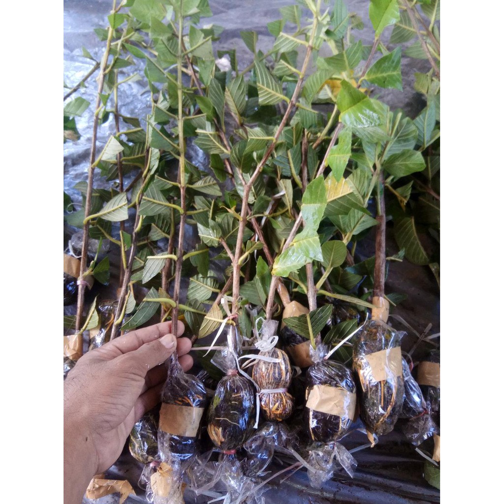 Free Ongkir Bibit Fresh Cangkok Jambu Siumik Pala Bibit Cangkok Jambu Siumik Pala Bibit Jambu