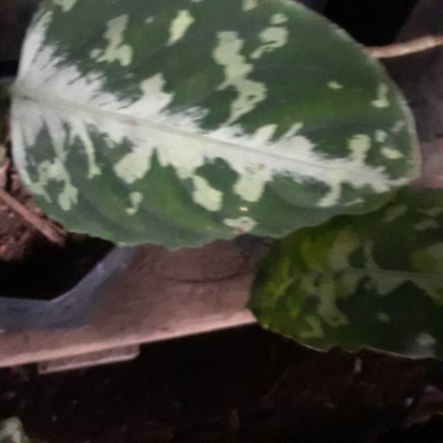 Baby/anakan Pictum bicolor