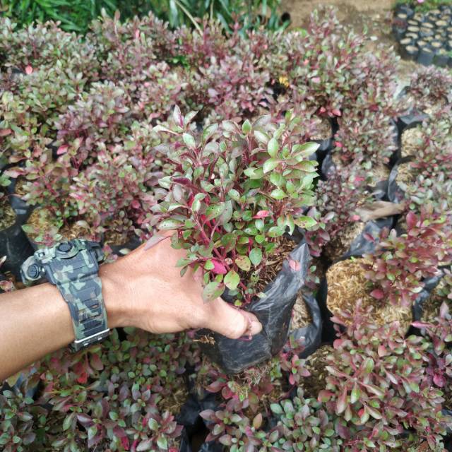 Tanaman Hias Krokot Merah Daun Rimbun