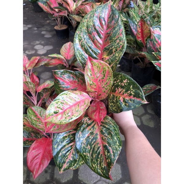 aglaonema yohana