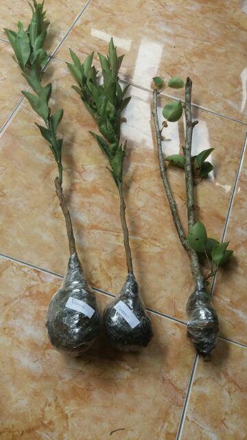 Tanaman Jeruk Dekopon (tinggi 40-60 Cm)