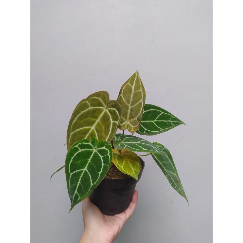 Tanaman Hias Anthurium Crystallinum / Kuping Gajah Indukan Rimbun