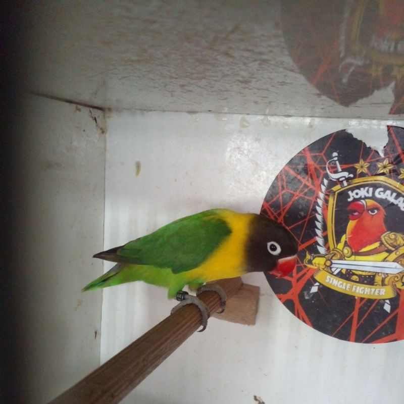 burung lovebird dakori greet A ready jantan /betina
