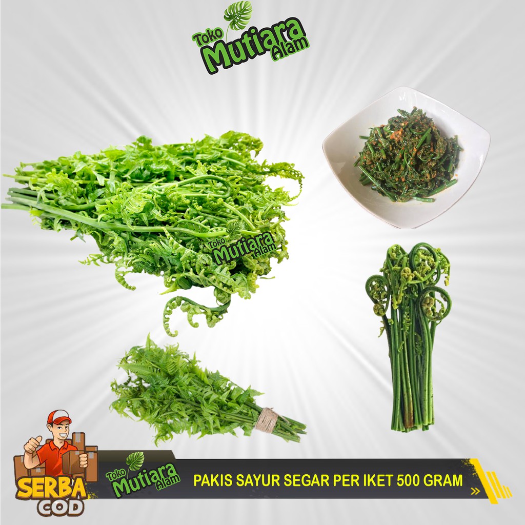 

PAKIS SAYUR SEGAR PER IKET 500 GRAM MUTIARA ALAM