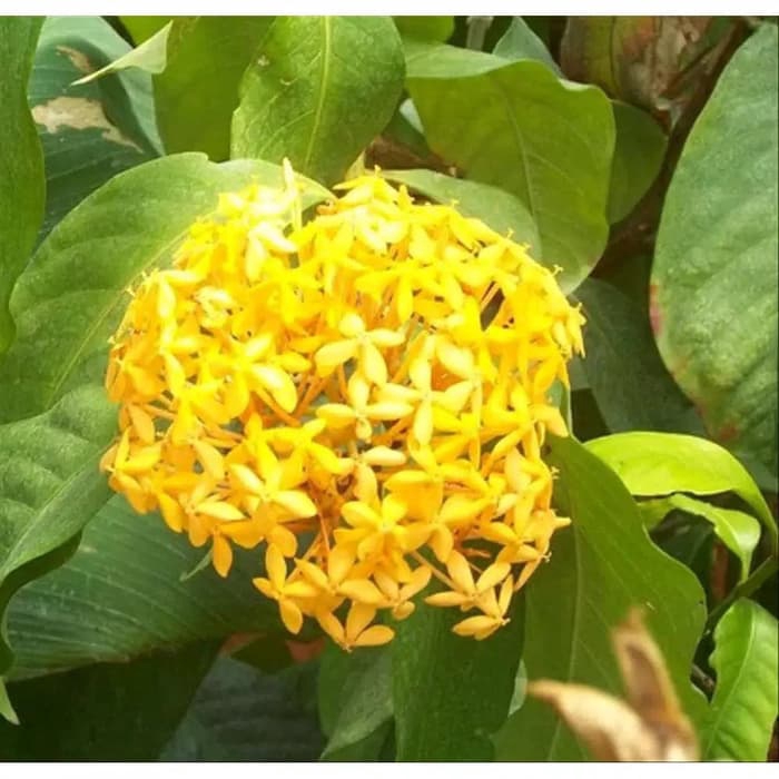 PROMO tanaman hias Asoka Jepang bunga kuning-pohon Asoka bunga kuning